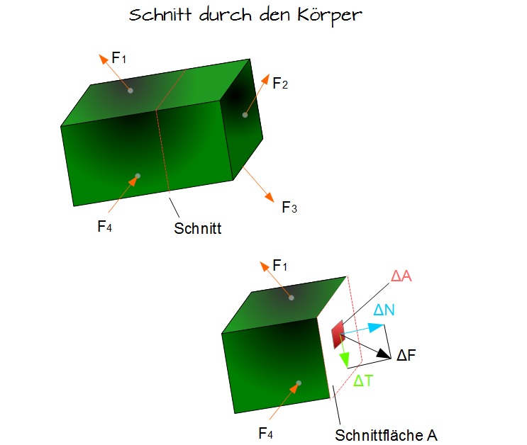 Schnitt durch den Körper Schnitt durch den Körper