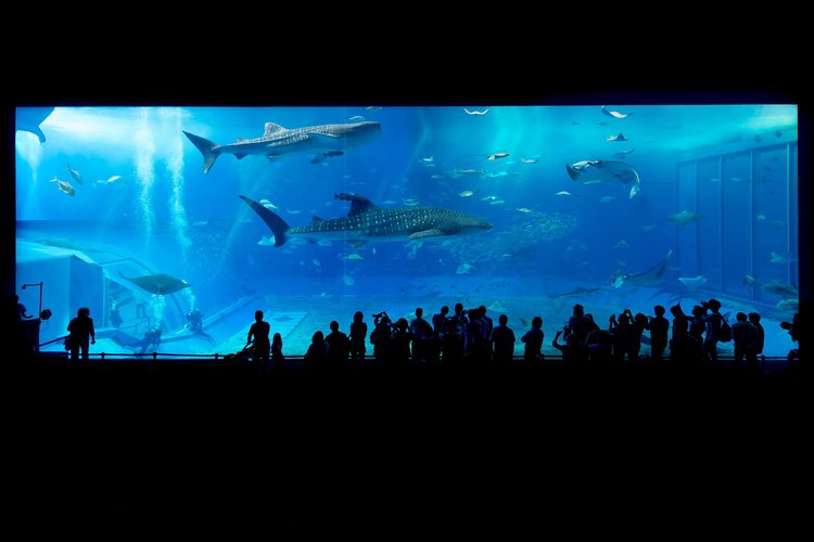 Aquarium in Okinawa