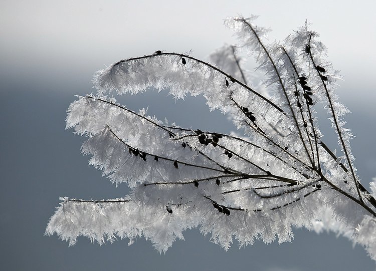 Resublimation ist als Reifbildung im Winter zu beobachten