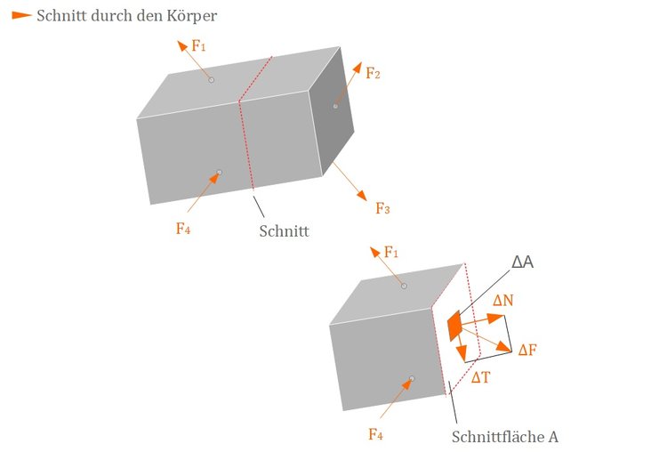 Schnitt durch den Krper