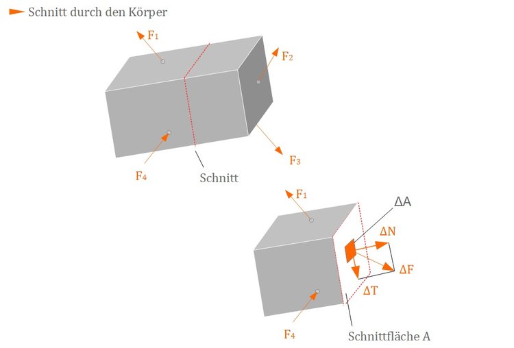 Schnitt durch den KÃƒÂ¶rper